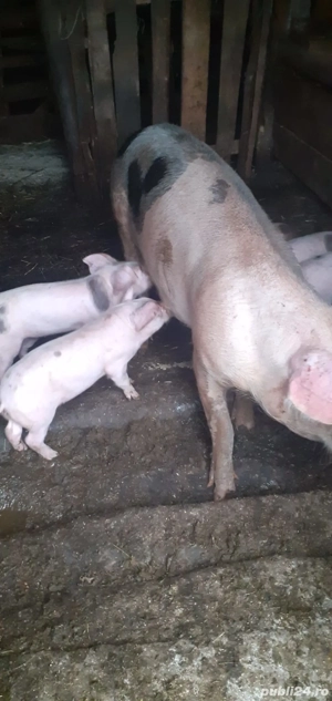 Vand scroafa fatata  - imagine 3 Vand scroafa fatata  - imagine 3