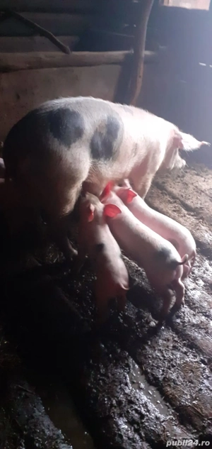 Vand scroafa fatata  - imagine 2 Vand scroafa fatata  - imagine 2