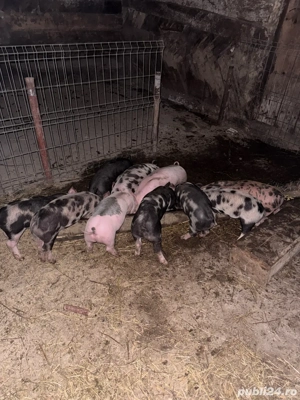 Vand 10 purcei de 8 saptamani - imagine 5