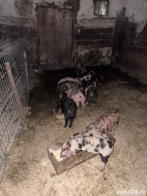 Vand 10 purcei de 8 saptamani