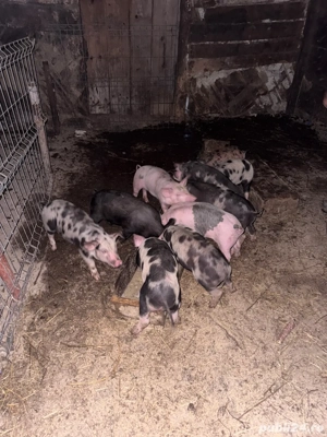 Vand 10 purcei de 8 saptamani - imagine 3