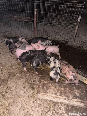 Vand 10 purcei de 8 saptamani - imagine 4