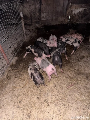 Vand 10 purcei de 8 saptamani - imagine 2