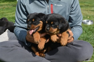 Pui rottweiler exceptionali  - imagine 2