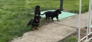 Pui rottweiler exceptionali  - imagine 3