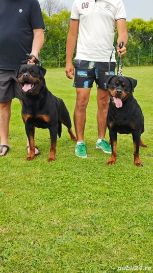 Pui rottweiler exceptionali  - imagine 4