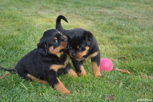 Pui rottweiler exceptionali  - imagine 5