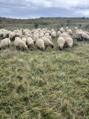 Vând 168 oi tinere,majoritatea miori și stramiori!