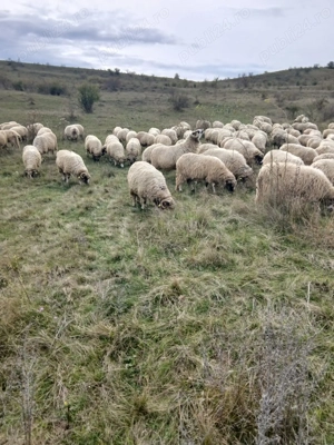 Vând 168 oi tinere,majoritatea miori și stramiori! - imagine 3