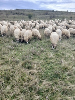 Vând 168 oi tinere,majoritatea miori și stramiori! - imagine 2