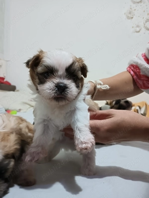 Bishon(mama frise -tatal Shihtzu) - imagine 5