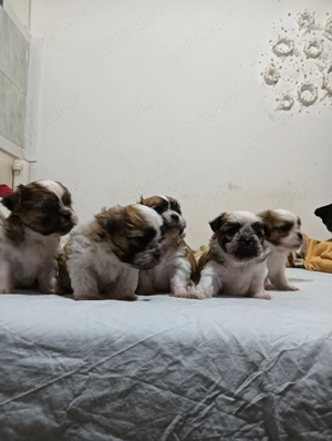 Bishon(mama frise -tatal Shihtzu) - imagine 3