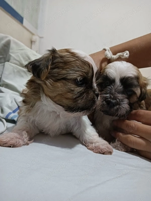 Bishon(mama frise -tatal Shihtzu) - imagine 3