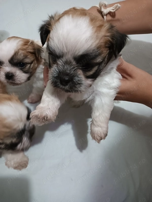 Bishon(mama frise -tatal Shihtzu) - imagine 4