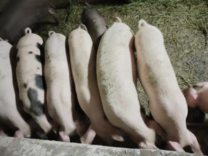 Vând purcei și burlinci  - imagine 2