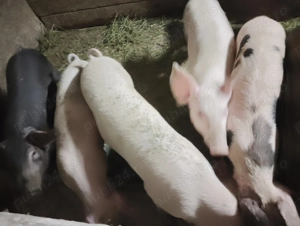 Oferta purcei frumosi