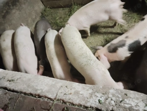 Oferta purcei frumosi - imagine 2 Oferta purcei frumosi - imagine 2