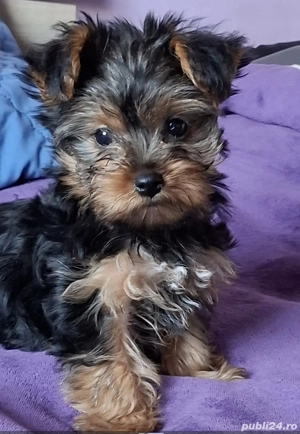 Yorkshire Terrier