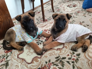  Ciobănesc Belgian Malinois    