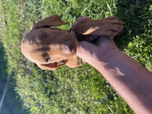 Vizsla maghiara - imagine 2