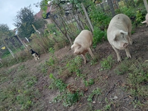 De vânzare 2 bucati rasa foarte bună!  - imagine 2