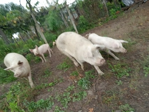 De vânzare 2 bucati rasa foarte bună! 