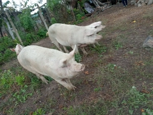 De vânzare 2 bucati rasa foarte bună!  - imagine 3