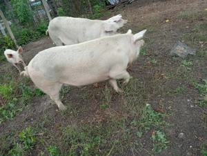 De vânzare 2 bucati rasa foarte bună!  - imagine 5