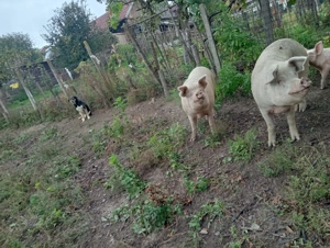 De vânzare 2 bucati rasa foarte bună!  - imagine 4