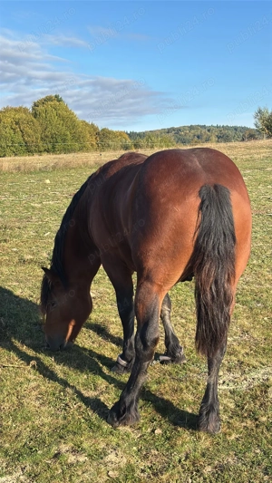 Noatini armăsari de vânzare!
