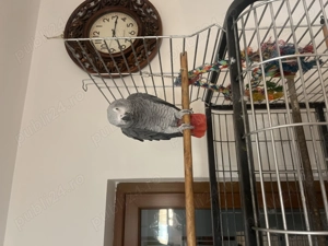 Papagal Jako de vânzare 