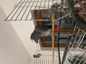 Papagal Jako de vânzare  - imagine 2 Papagal Jako de vânzare  - imagine 2