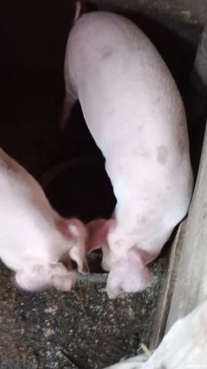 Purcei de vînzare  - imagine 2 Purcei de vînzare  - imagine 2