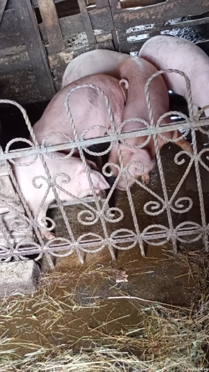 Purcei de vînzare  - imagine 4 Purcei de vînzare  - imagine 4