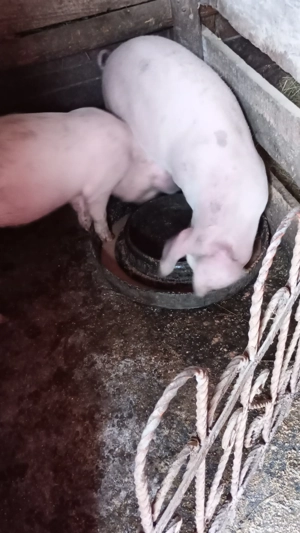 Purcei de vînzare  - imagine 3 Purcei de vînzare  - imagine 3