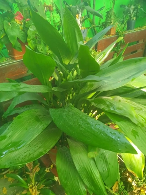 Aspidistra (planta de salon)