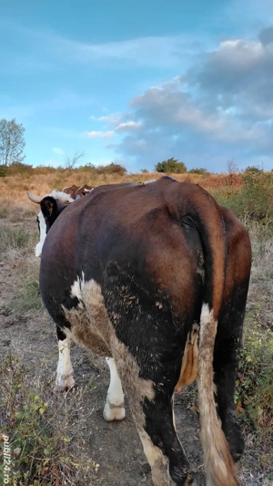 Vand doua vaci - imagine 3 Vand doua vaci - imagine 3