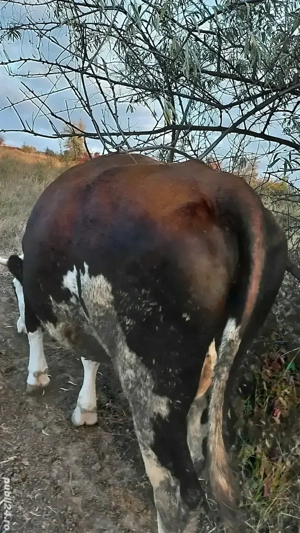 Vand doua vaci - imagine 2 Vand doua vaci - imagine 2