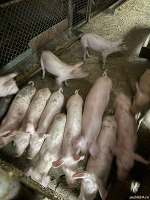 purcei de vânzare - imagine 3