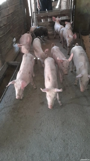 purcei de vânzare - imagine 5