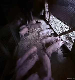 purcei de vânzare - imagine 2