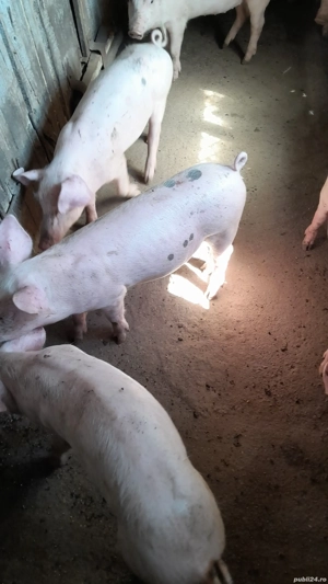 purcei de vânzare - imagine 4