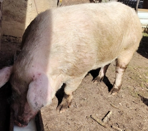 De vanzare vier foarte mare 