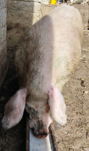 De vanzare vier foarte mare  - imagine 2