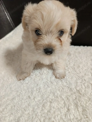 Catelusi Bichon Maltez - imagine 3 Catelusi Bichon Maltez - imagine 3