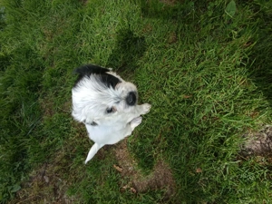 Catelusi Bichon Maltez - imagine 4 Catelusi Bichon Maltez - imagine 4