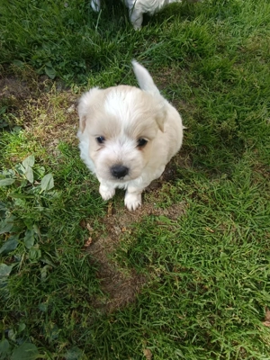 Catelusi Bichon Maltez - imagine 5 Catelusi Bichon Maltez - imagine 5