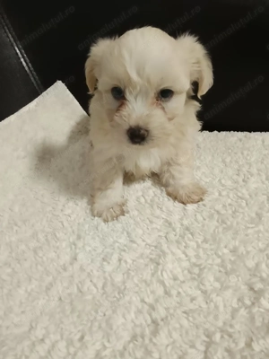 Catelusi Bichon Maltez - imagine 2 Catelusi Bichon Maltez - imagine 2