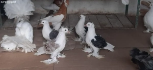 porumbei ornament - imagine 3 porumbei ornament - imagine 3