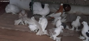 porumbei ornament - imagine 2 porumbei ornament - imagine 2